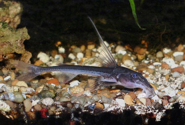 Leptodoras juruensis, a rarely imported Doradid catfish