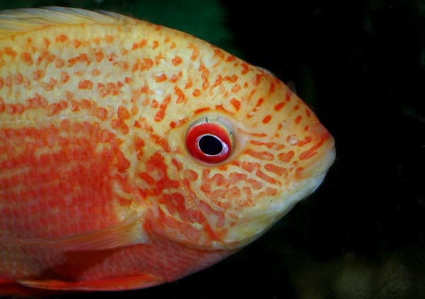 Super Red Severum have been coming in from breeders in the Far East