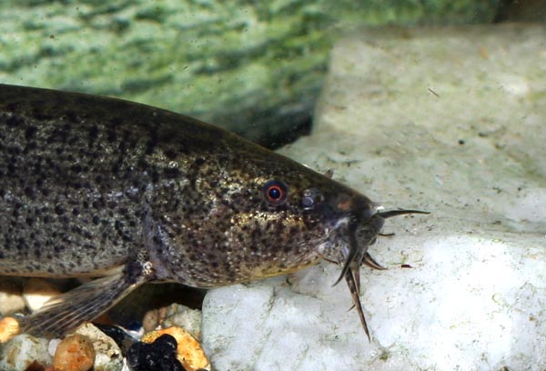 Did you know weather loaches have red eyes?